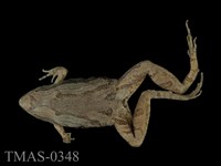 藏品(小雨蛙)的圖片